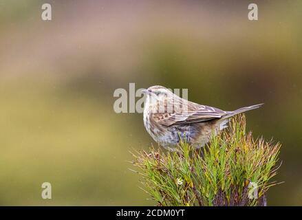 Île d'Auckland Pipit, Pihoihoi (Anthus novaeseelandiae aucklandicus, Anthus aucklandicus), planchant sur une plante indigène, vue latérale, Nouveau Banque D'Images