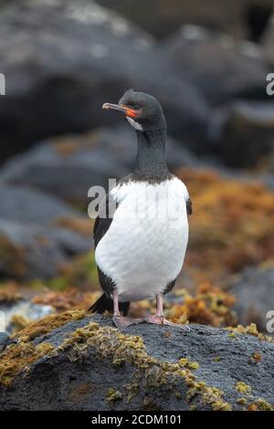 Campbell shag (Phalacrocorax campbelli, Leucocarbo campbelli), perçant sur une roche recouverte d'algues sur la rive, Side Glance, Nouvelle-Zélande, Campbell Banque D'Images