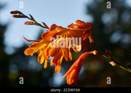 diverses fleurs qui poussent autour des patricks pointent la californie Banque D'Images