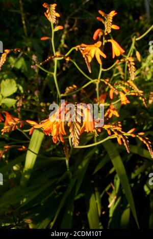 diverses fleurs qui poussent autour des patricks pointent la californie Banque D'Images