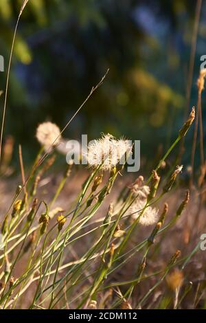 diverses fleurs qui poussent autour des patricks pointent la californie Banque D'Images