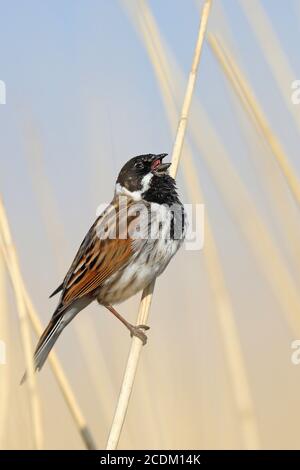 reed Bunting (Emberiza schoeniclus), un homme chante dans la zone des roseaux, pays-Bas, Frison Banque D'Images