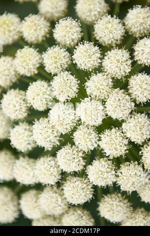 diverses fleurs qui poussent autour des patricks pointent la californie Banque D'Images