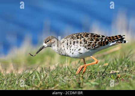 Ruff (Philomachus pugnax), homme marchant dans un pré à l'eau avec un ver de terre dans le bec, vue latérale, pays-Bas, Frison, Workum Banque D'Images