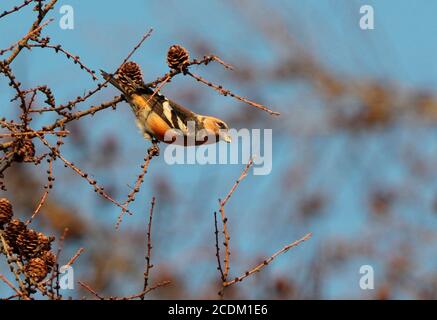 Bec-croisé à ailes blanches d'Eurasie (Loxia leucoptera bivasciata, Loxia bivasciata), perching mâle sur une branche de mélèze, vue latérale, Danemark Banque D'Images