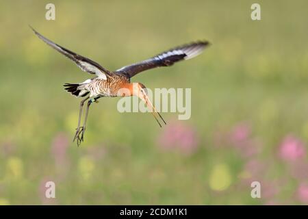 Godwit à queue noire (Limosa limosa), appelant les poussins d'avertissement de vol, pays-Bas, Frison Banque D'Images