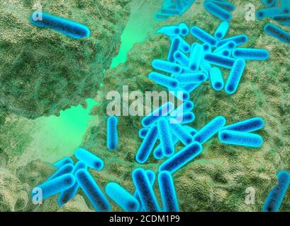 Illustration 3d des bactéries Pseudomonas aeruginosa montrant la structure interne. Ces bactéries Gram-négatives en forme de tige se trouvent dans le sol, l'eau et comme flore normale dans l'intestin humain. Ils peuvent causer de graves infections des plaies, des poumons, de la peau et des voies urinaires, en particulier chez les patients hospitalisés. Ils produisent un polysaccharide extracellulaire (EPS), une substance collante semblable à la chaux qui leur permet de croître en grandes masses (biofilms) et de résister aux agents antibactériens tels que les antibiotiques. Banque D'Images