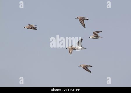 Stint à col rufous (Calidris ruficollis), troupe de vol, vue latérale, Thaïlande, Pak Thale Banque D'Images