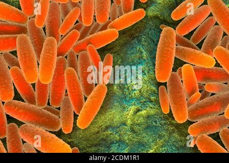 Illustration 3d de la bactérie Pasteurella multocida. Il s'agit d'un coccobacille Gram négatif, non motile et sensible à la pénicilline appartenant à la famille des Pasteurellacées. Pasteurella multocida est la cause de toute une série de maladies chez les mammifères et les oiseaux, notamment le choléra chez les volailles, la rhinite atrophique chez les porcs et la septicémie hémorragique bovine chez les bovins et les buffles. Il peut également causer une infection zoonotique chez l'homme, qui est généralement le résultat de morsures ou de rayures d'animaux domestiques. Beaucoup de mammifères et d'oiseaux l'abritent dans le cadre de leur microbiote respiratoire normal, y compris les chats domestiques. Banque D'Images