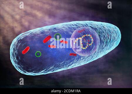 illustration 3d d'une bactérie Pasteurella multocida. Il s'agit d'un coccobacille Gram négatif, non motile et sensible à la pénicilline appartenant à la famille des Pasteurellacées. Pasteurella multocida est la cause de toute une série de maladies chez les mammifères et les oiseaux, notamment le choléra chez les volailles, la rhinite atrophique chez les porcs et la septicémie hémorragique bovine chez les bovins et les buffles. Il peut également causer une infection zoonotique chez l'homme, qui est généralement le résultat de morsures ou de rayures d'animaux domestiques. Beaucoup de mammifères et d'oiseaux l'abritent dans le cadre de leur microbiote respiratoire normal, y compris les chats domestiques. Banque D'Images