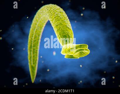 Illustration 3d d'un schistosome fluke (Schistosoma mansoni). Comme adultes, ces vers vivent dans les veines autour du gros intestin humain, se fixant au mur par les sucs sur leur tête. Les vers causent de la fièvre et des douleurs abdominales, et les œufs produits par le ver femelle peuvent former des obstructions de tissus connus sous le nom de granulomes. Banque D'Images