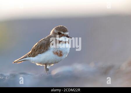 Pluvier à double bande, Dotterel à bande, Pluvier montagnard, Pohowera (Charadrius bicinctus, Charadrius bicinctus bicinctus), debout sur la plage, Nouveau Banque D'Images