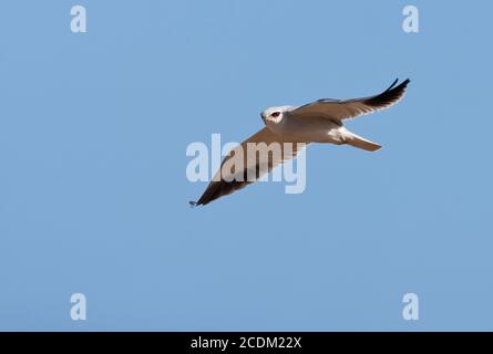 Cerf-volant à épaulettes noires (Elanus caeruleus), en vol, Afrique du Sud Banque D'Images