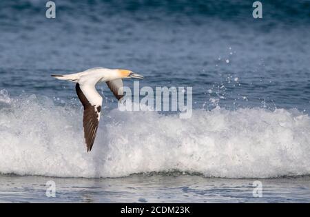 Gantet australien, gantet Australasien (Morus serrator, Sula serrator), survolant le surf, vue latérale, Nouvelle-Zélande, île du Nord Banque D'Images