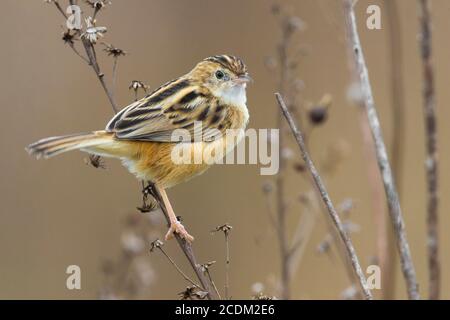 Zitting cisticola (Cisticola juncidis), perché sur une branche, Italie Banque D'Images