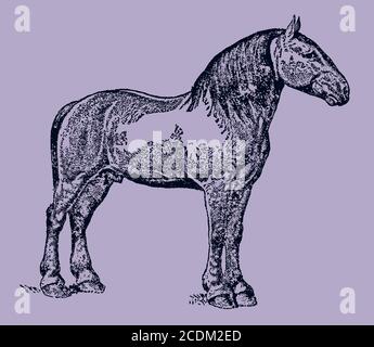 Le Percheron est un cheval à l'avant-plan avec vue latérale sur un fond gris-violet, d'après une illustration antique du XIXe siècle. Modifiable dans les calques Illustration de Vecteur