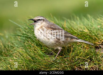 Île d'Auckland Pipit, Pihoihoi (Anthus novaeseelandiae aucklandicus, Anthus aucklandicus), perches mâles chantant au sol entre l'herbe verte, Banque D'Images