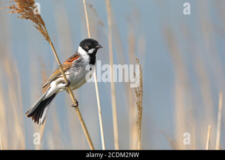 reed Bunting (Emberiza schoeniclus), homme assis dans la zone des roseaux, pays-Bas, Frise Banque D'Images