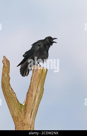 Corbeau (Corvus corone, Corvus corone corone), perché sur un arbre mort appelant, pays-Bas, Frise Banque D'Images