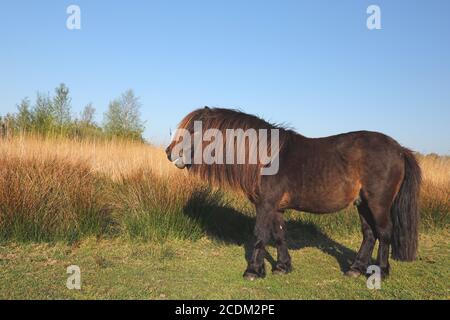 Le poney Shetland (Equus przewalskii F. cabalus), se trouve au bord d'une zone de roseau, pays-Bas, Frison, parc national ADLE Feanen Banque D'Images