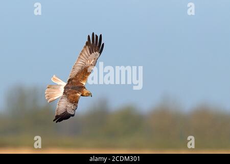 WESTERN Marsh Harrier (Circus aeruginosus), homme volant, vue d'en haut, pays-Bas, parc national de Lauwersmeer Banque D'Images