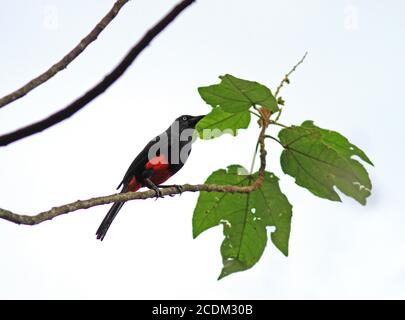 Grackle à ventre rouge (Hypopyrrhus pyrohypogaster), perçant sur une branche dans une forêt tropicale montagnarde, vue latérale, Colombie Banque D'Images