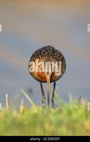 Godwit à queue noire (Limosa limosa), mâle fourrager dans un pré, pays-Bas, Frison Banque D'Images