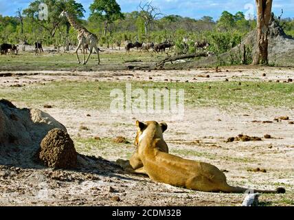 Lioness à côté d'un termite en regardant une promenade de girffe passé et un troupeau de wildebees au loin avec un fond de brousse dans le parc national de Hwange, Z Banque D'Images