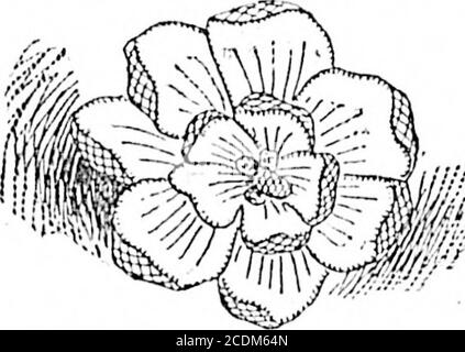 . Coloniste quotidien (1893-03-23) . TwcBeauce les droiles sont héros illustré.Tho d'abord sur (i est dans la forme de tho d'un nénuphar. Thnedge est v.orkod en buttonliolo court .andlong point et l'extérieur coupé. Tokorl;, sélectionnez une pelote de tho plus petit^ co allemand;/l et trois shad(^s ofrframboise piuk ii/o floss. Boutonnière corde de thoGerman autour de tout le contour de la lys avec la nuance d'ono de soie rose. In-.iile ce contour de boutonnière travaille une ligne declose long et court point sur eaeii pi^t.al,en utilisant tho ne.xt ombre plus profonde de rose,vers le bas du centre de chaque travail de pétale lignes sev-eral de l'assemblage de bobine, en utilisant tho three.sh Banque D'Images