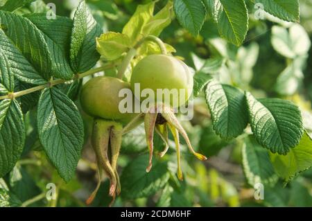 Branche de la rose de chien de briar Banque D'Images
