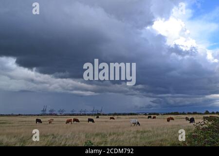 Chevaux et vaches dans un pâturage de marais à Cliffe, dans le nord du Kent, sous un ciel orageux avec port à conteneurs en arrière-plan, estuaire de la Tamise Banque D'Images