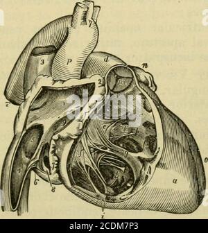 . Manuel de l'anatomie; étant un compactage complet de l'anatomie, y compris l'anatomie de la viscère un chapitre sur l'anatomie dentaire, de nombreux tableaux, Et incorporant la nouvelle nomenclature adoptée par la Société anatomique allemande, généralement désignée la nomenclature de Bâle ou BNA . dinal ou interventriculaire (sulci longinalis), les rainures transversales ou auriques-uloventriculaires (sulcus coronarius). Huit Auricle.—l'auricule droite (dextre de l'atrium) se compose de deux parties : un sinus ou un atrium et une appendixauricule, qui se projette sur le côté droit de l'origine de l'aorte. Les murs du Banque D'Images