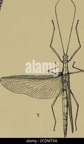 . Journal de la Société d'histoire naturelle de Bombay . )I B X I X 8. I X 4- X J L'HISTORIQUE DE VIE D'UNE PHASE. Figure 1. Œufs en grappe, taille naturelle. Cochon. 2. Oeufs x 8. Figure 3. Œuf op opélum x 8. Figure 4. Nymph nouvellement éclos x i. Figure 5. Insecte adulte, taille naturelle. REMARQUES DIVERSES. 641 fourmis, donc après les avoir sortis, j'ai peint une ligne de goudron de Stockholm autour de l'extérieur de la boîte, et cela les a gardés dehors tout droit jusqu'à notre arrivée à Bombay, quand j'ai remis le lézard et ses oeufs au SocietysMuseum. Je serai beaucoup intéressé à entendre s'ils éclosent mais thesea air, j'ai peur, peut-être Banque D'Images