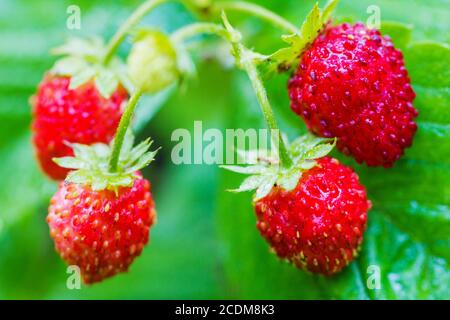 Fraise sauvage dans la nature de près. Banque D'Images