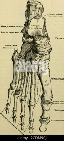 . Manuel de l'anatomie; Étant un compactage complet de l'anatomie, y compris l'anatomie des viscères un chapitre sur l'anatomie dentaire, de nombreux tableaux, et incorporant la nouvelle nomenclature adoptée par la Société anatomique allemande, généralement désignée la nomenclature de Bâle ou BNA . lus, sa surface convexe antérieure a trois facettes pour les os de forme cunei; sa bordure interne présente la tuberosité du thescaphoïde (tuberositas ossis navicularis) pour l'insertion du tibialisposticus, le seul attachement musculaire. Ses autres frontières sont areroughened pour l'attachement ligamentaire. Il s'articule avec quatre os : comme Banque D'Images