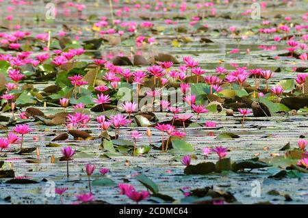 Vue en perspective avec une faible profondeur de champ d'un lac de fleurs de lotus rose en fleurs, rappelant une peinture de couleur d'eau de Monet. Banque D'Images