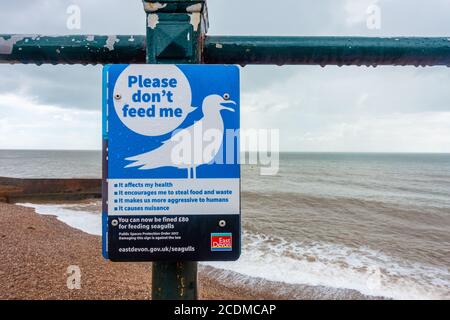 Un avis joint aux rampes à côté de la plage de Sidmouth dans le sud du Devon, au Royaume-Uni, avertit les gens de ne pas nourrir les mouettes. Banque D'Images