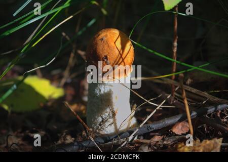 Beau petit champignon Leccinum connu sous le nom de boléte de bouleau orange, croissant dans une forêt. Banque D'Images