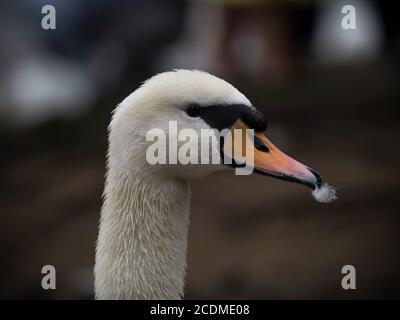 Gros plan d'un cygne muet avec des plumes dans le bec sur la Vltava à Prague, République tchèque Banque D'Images