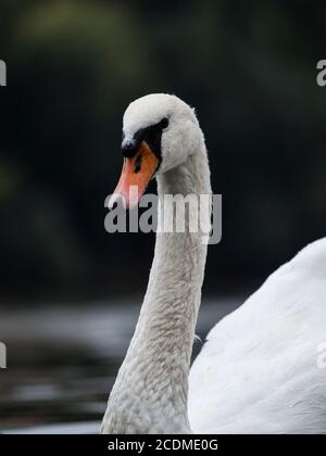 Gros plan d'un cygne muet sur la Vltava à Prague, République tchèque Banque D'Images