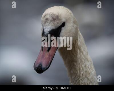 Gros plan d'un cygne muet sur la Vltava à Prague, République tchèque Banque D'Images