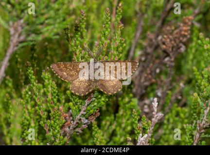 Héath commun mâle (Ematurga atomataria) sur la bruyère, Chiemgau, Bavière, Allemagne Banque D'Images