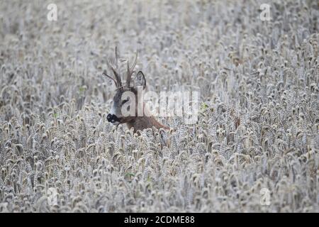 La roe européenne deerbock (Capreolus capreolus) est un huit impair dans le champ de blé pendant la période foliaire, Basse-Autriche, Autriche Banque D'Images