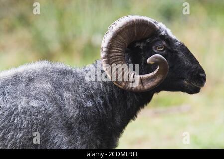 Couleuvre à cornes grises (Ovis ammon F. aries), Emsland, Basse-Saxe, Allemagne Banque D'Images