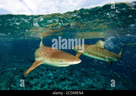 Requins de récif à pointe noire (Carcharhinus melanopterus) sous la surface de l'eau, Pacifique Banque D'Images