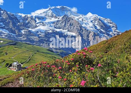 Roses alpines sur Kleine Scheidegg en face du massif de la Jungfrau, patrimoine naturel mondial de l'UNESCO, Wengen, région de la Jungfrau, Alpes bernoises, bernois Banque D'Images