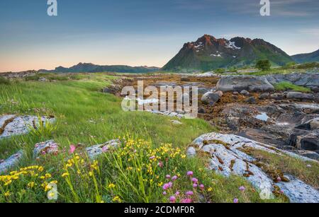 Côte rocheuse avec herbe et algues, derrière les montagnes Lofoten, Valberg, Lofoten, Nordland, Norvège Banque D'Images