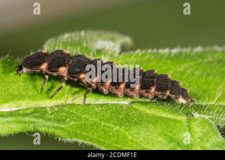 Ver lumin commun (Lampyris Noctiluca) femelle sur une feuille, Bade-Wurtemberg, Allemagne Banque D'Images