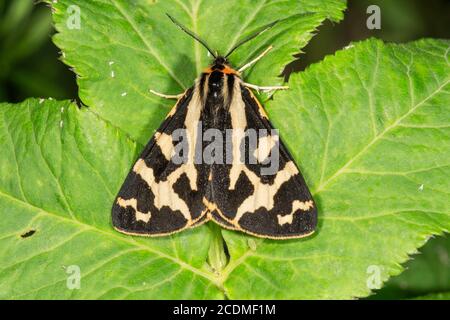 Tigre de bois (Parasémie plantaginis) homme bains de soleil sur une feuille, Bade-Wurtemberg, Allemagne Banque D'Images