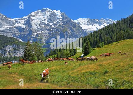 Prairie montagneuse avec vaches et massif de la Jungfrau, Muerren, région de la Jungfrau, Oberland bernois, canton de Berne, patrimoine naturel mondial de l'UNESCO, Suisse Banque D'Images